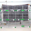 Cage à pigeon galvanisée pour vente chaude/cage animale de haute qualité en chine